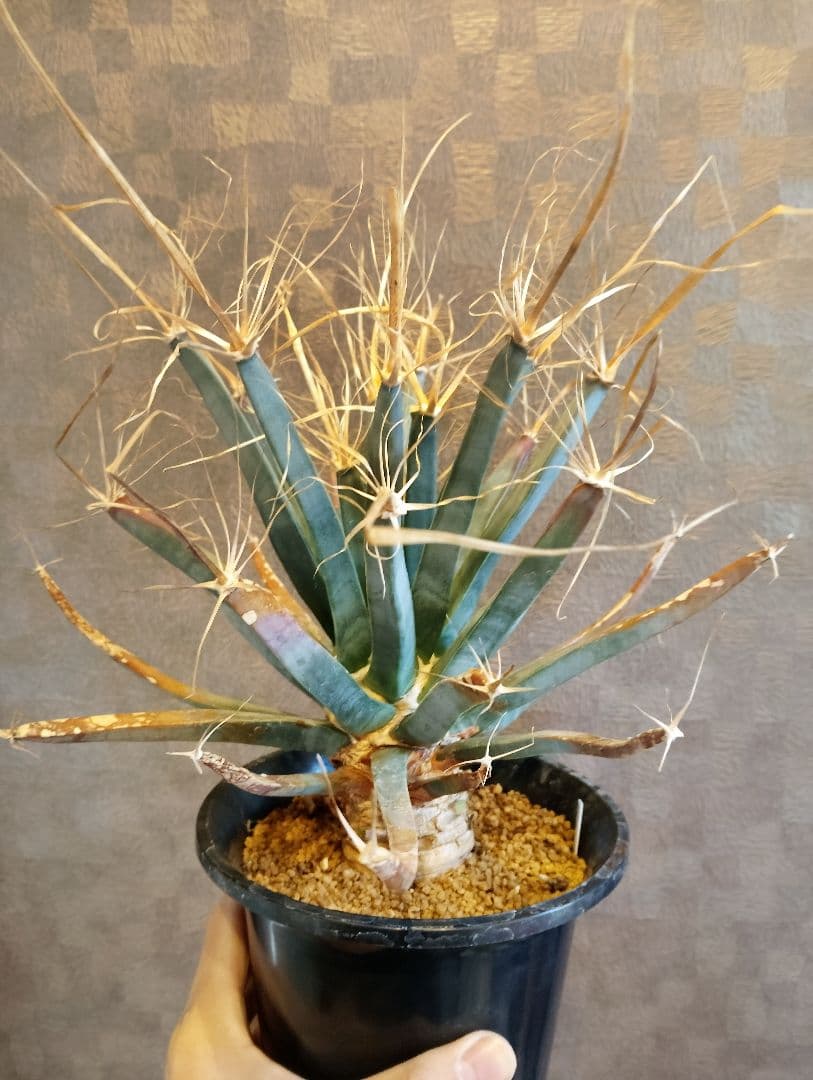 特選 幹立ち サボテン 晃山