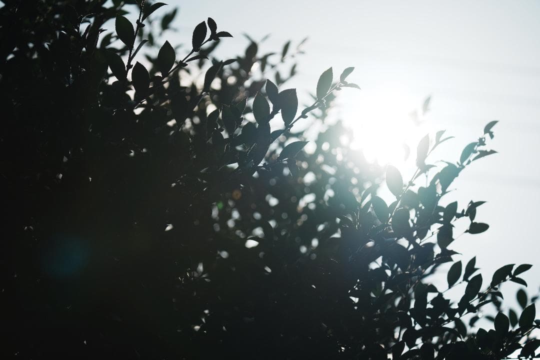 【プロ厳選】今まで撮れなかった写真が撮れるSEL200600G