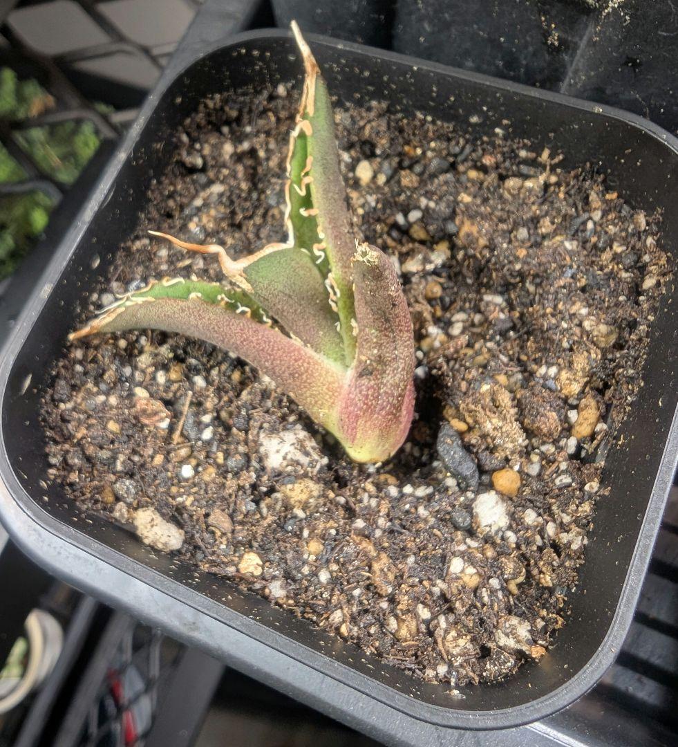 アガベ　チタノタ　「レジェンド」（未発根）