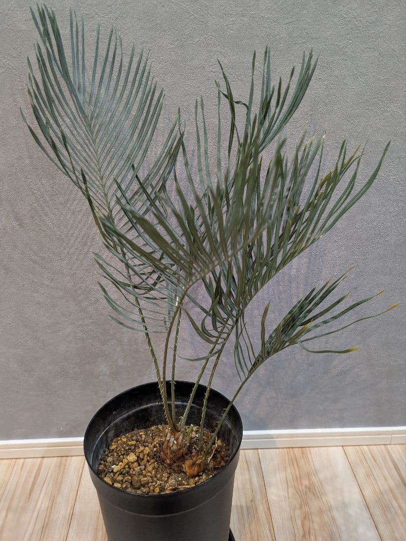 【激レア】 サイカス　カイルンシアナ　ダブルヘッド