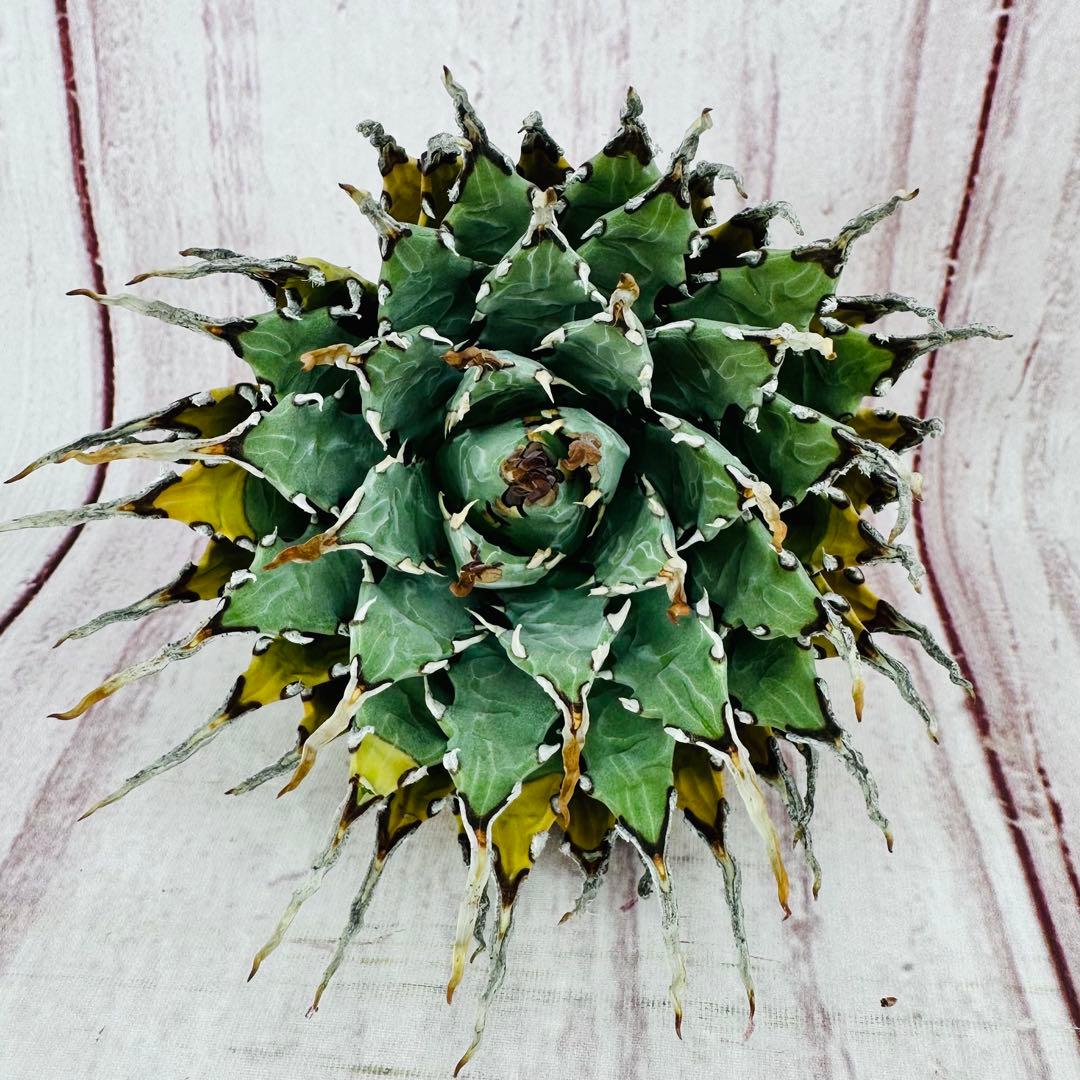 ⑥ アガベ ユタエンシス エボリスピナ 陽炎 ロングスパイン