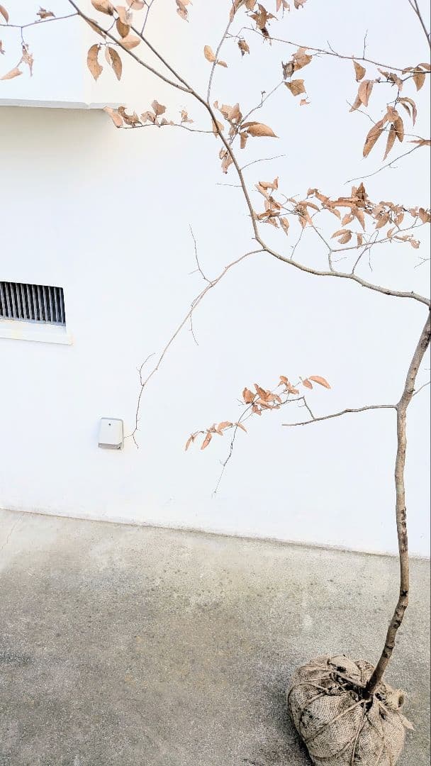 優秀。山採りヤマコウバシ。