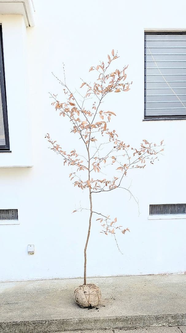 優秀。山採りヤマコウバシ。