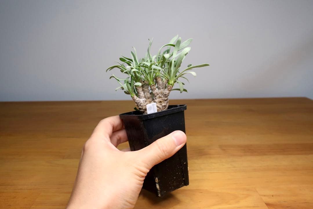 オトンナ レピドカウリス 発根済