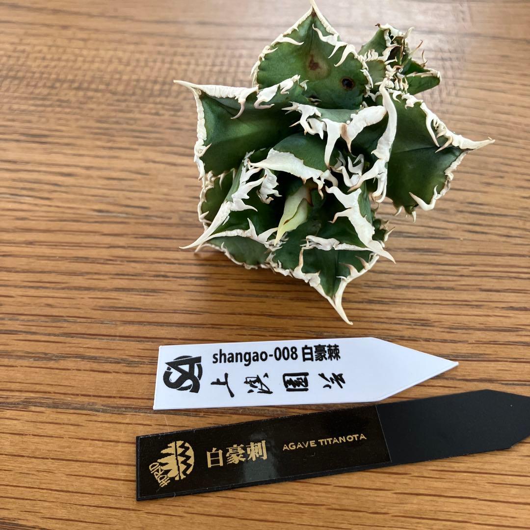 K*様 【初売りオークション】54 選抜　特選　太棘　子株2株付き　アガベ　白豪