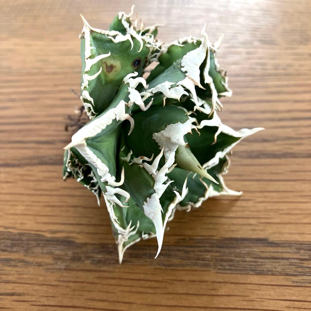 K*様 【初売りオークション】54 選抜　特選　太棘　子株2株付き　アガベ　白豪