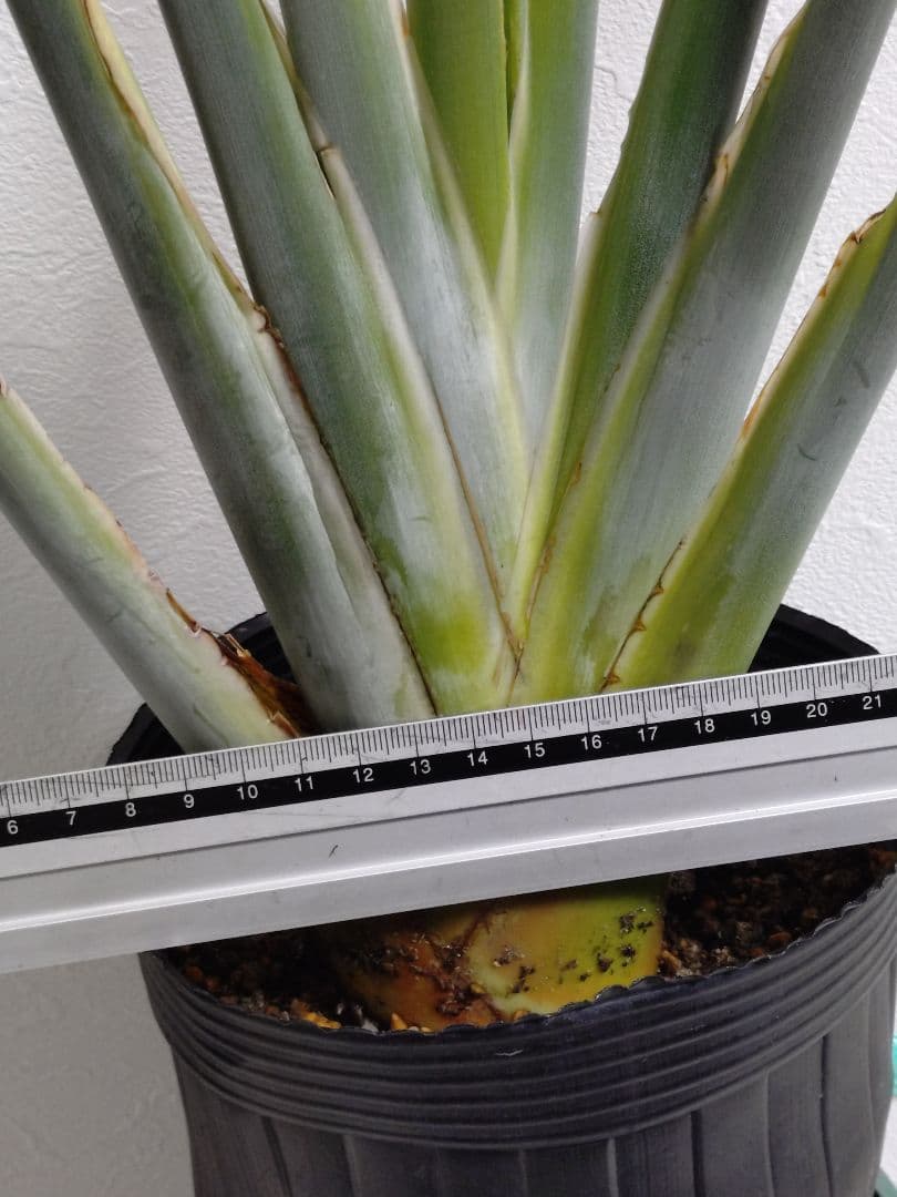 ストレリチア充実株・ジャンセア・ユンケア・ノンリーフ・底145cｍ地表120cｍ