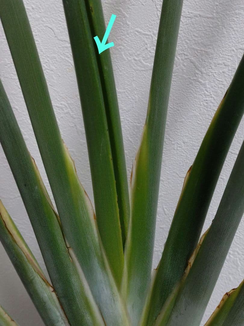 ストレリチア充実株・ジャンセア・ユンケア・ノンリーフ・底145cｍ地表120cｍ