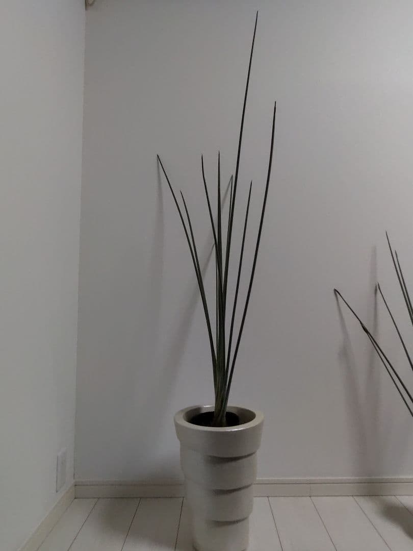 ストレリチア充実株・ジャンセア・ユンケア・ノンリーフ・底145cｍ地表120cｍ