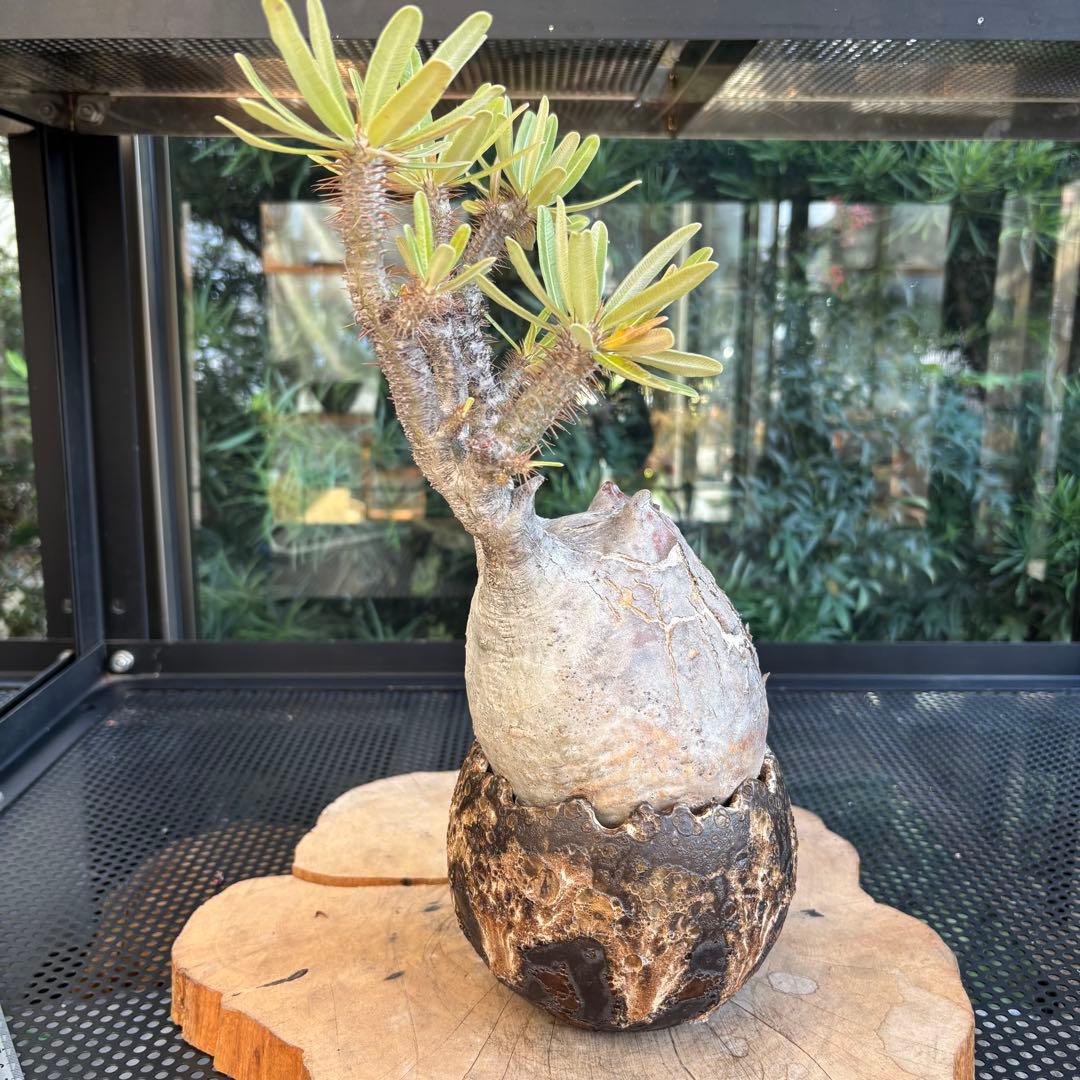 SALE！ 角あり 現地株 パキポディウム グラキリス 長期管理株 中川智治