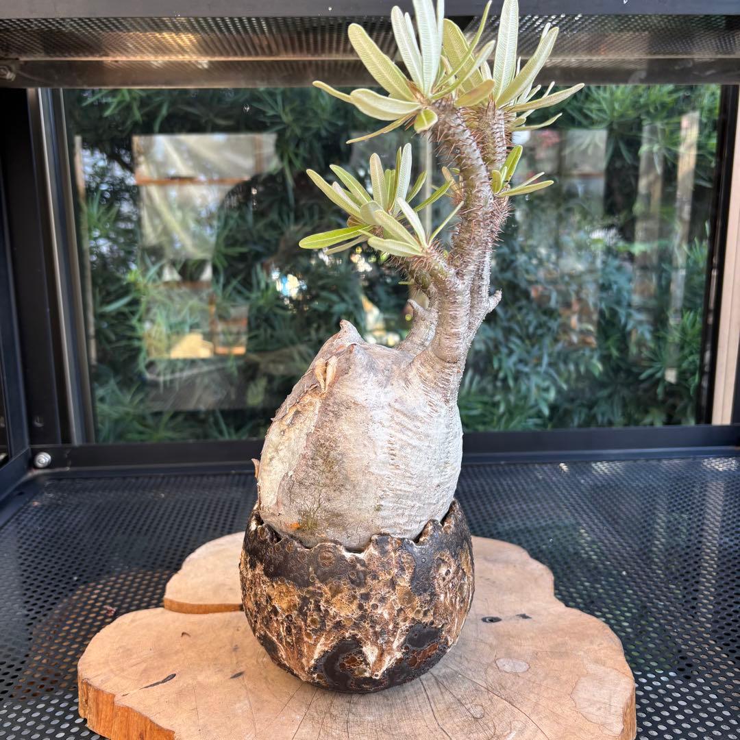 SALE！ 角あり 現地株 パキポディウム グラキリス 長期管理株 中川智治