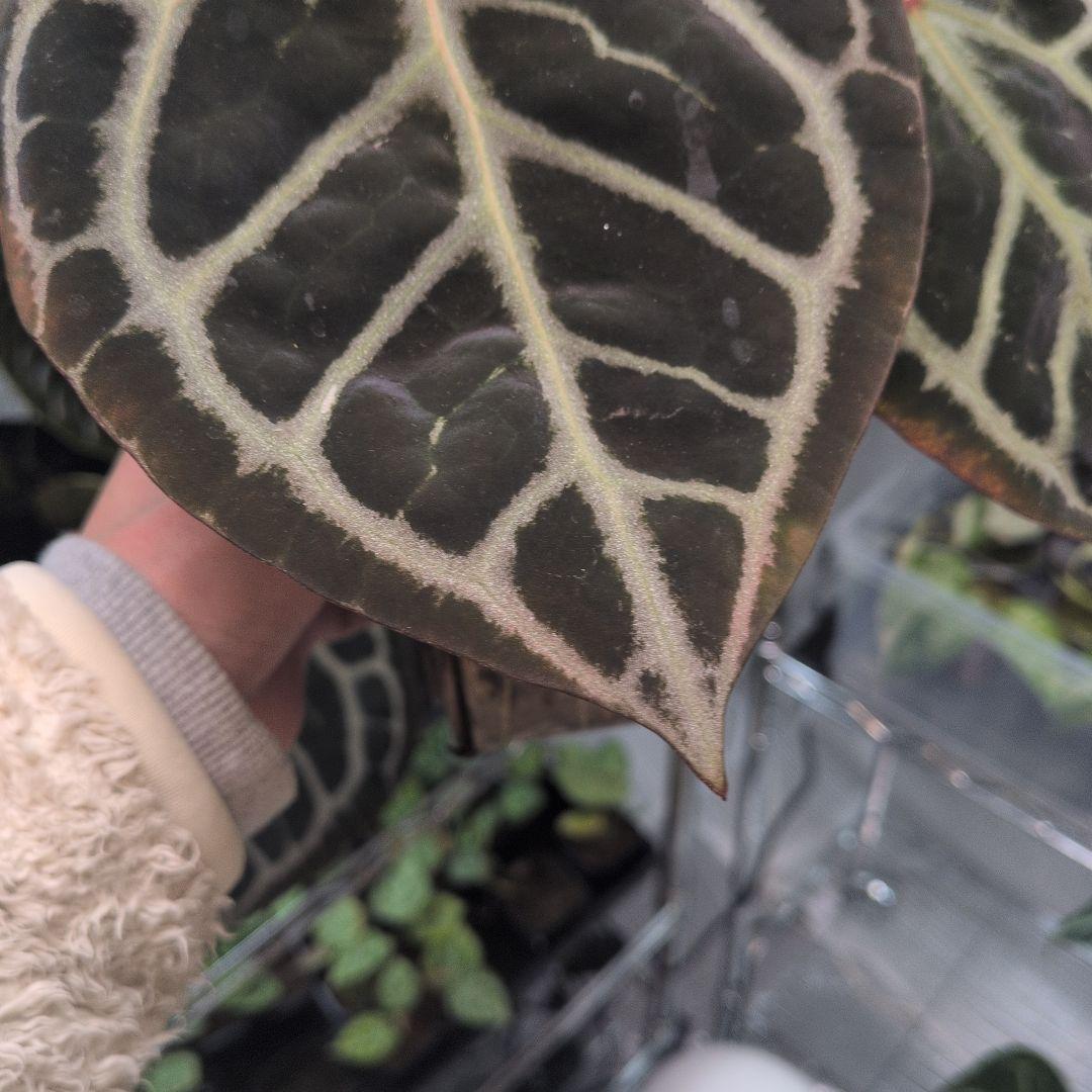 アンスリウム　KOS x Red crystalinum　Huタグ付き