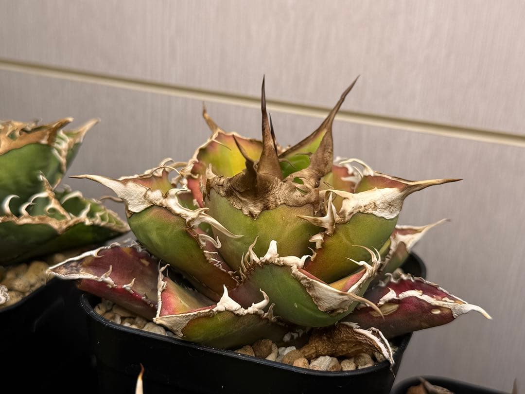 アガベ オテロイ　緑幽霊　中株