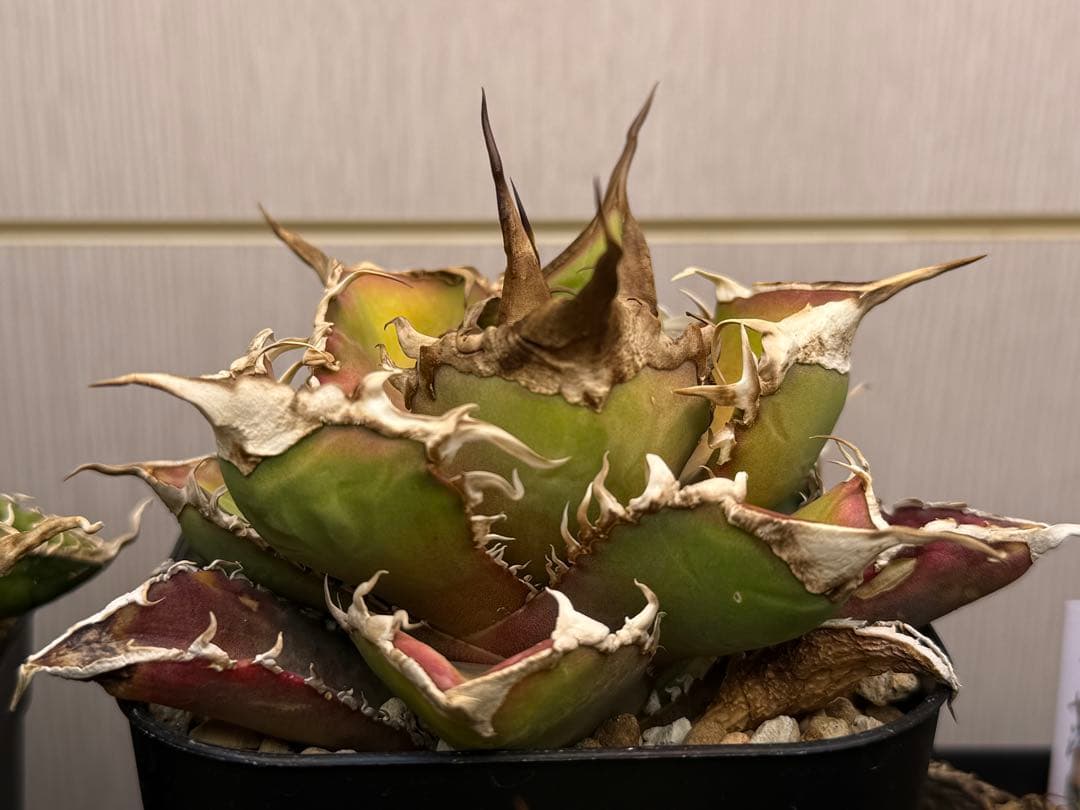 アガベ オテロイ　緑幽霊　中株