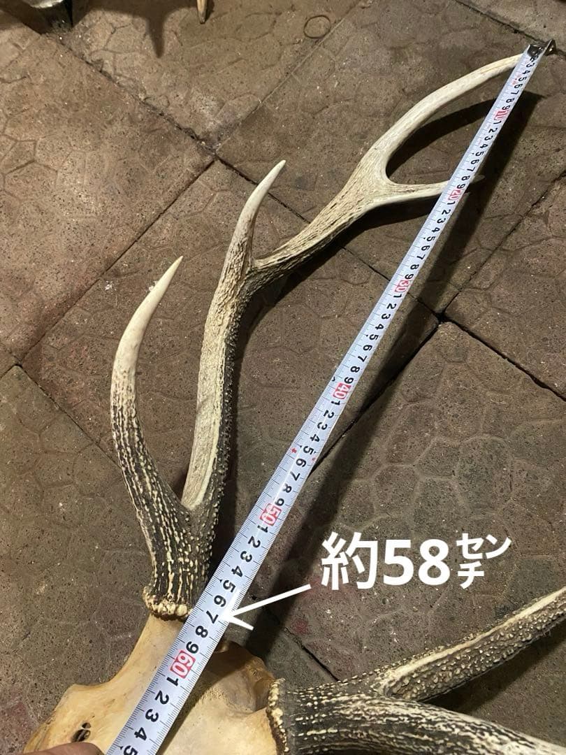 蝦夷鹿hunting trophy（deer skull）アシンメトリー