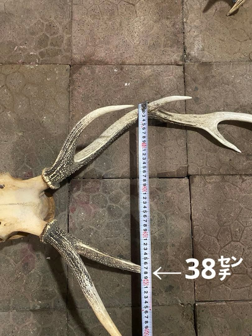 蝦夷鹿hunting trophy（deer skull）アシンメトリー