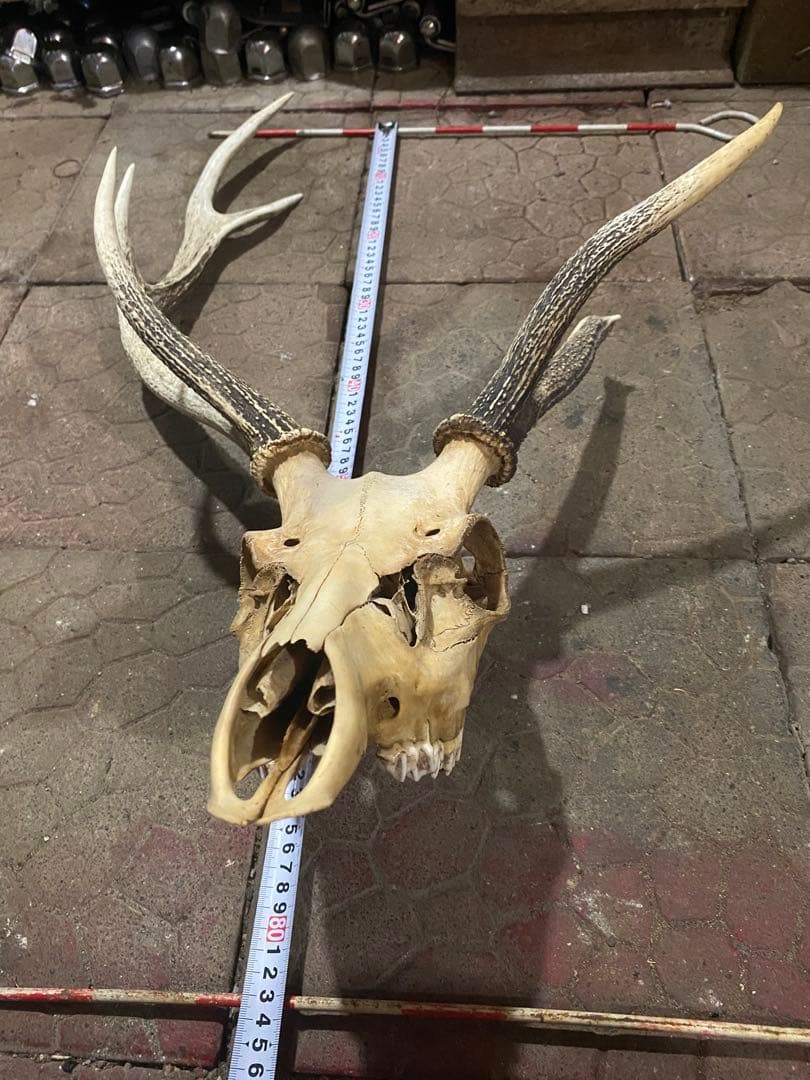 蝦夷鹿hunting trophy（deer skull）アシンメトリー