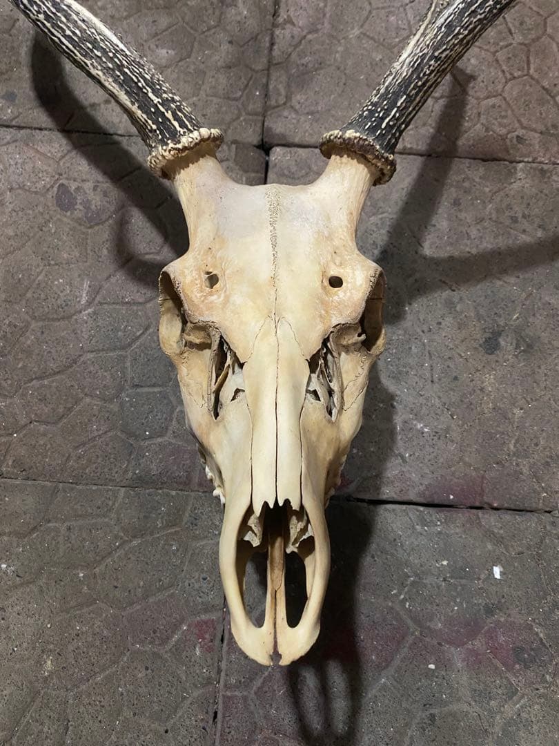 蝦夷鹿hunting trophy（deer skull）アシンメトリー