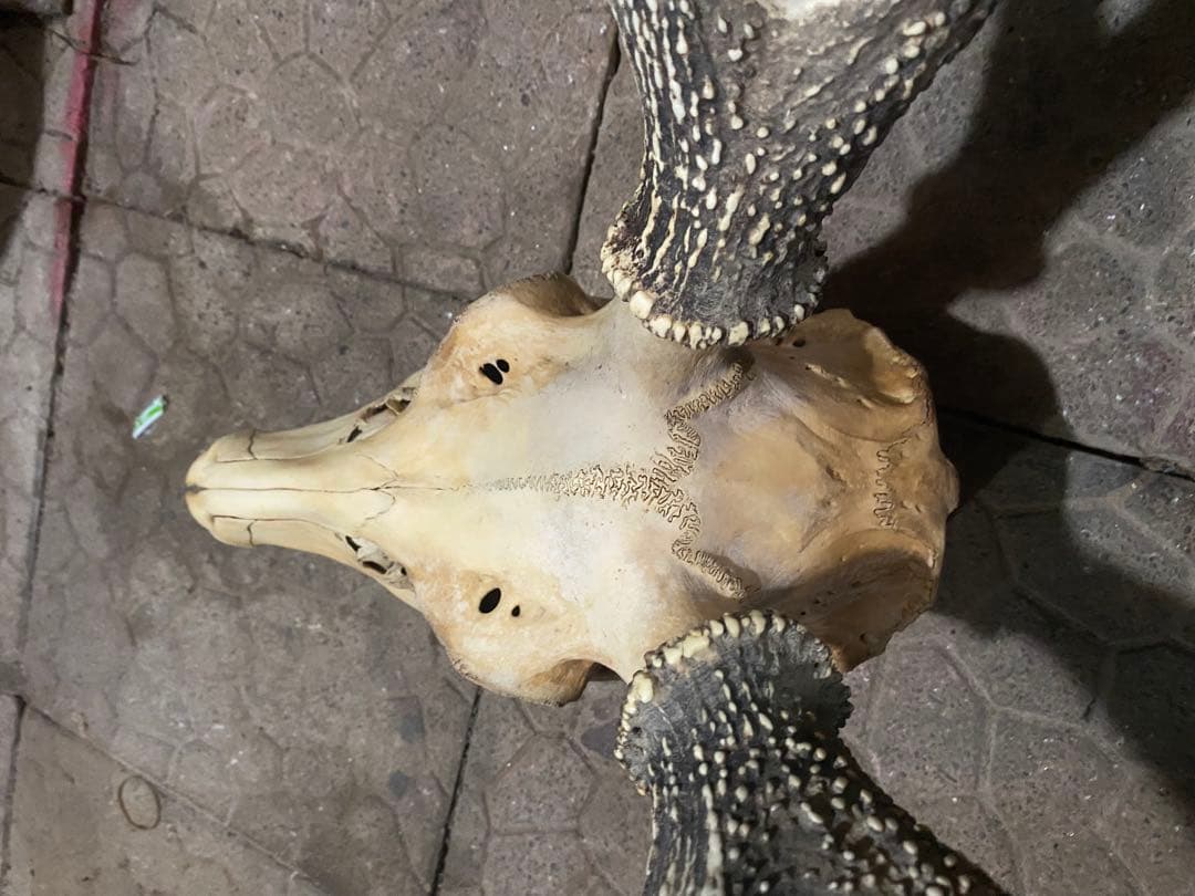 蝦夷鹿hunting trophy（deer skull）アシンメトリー