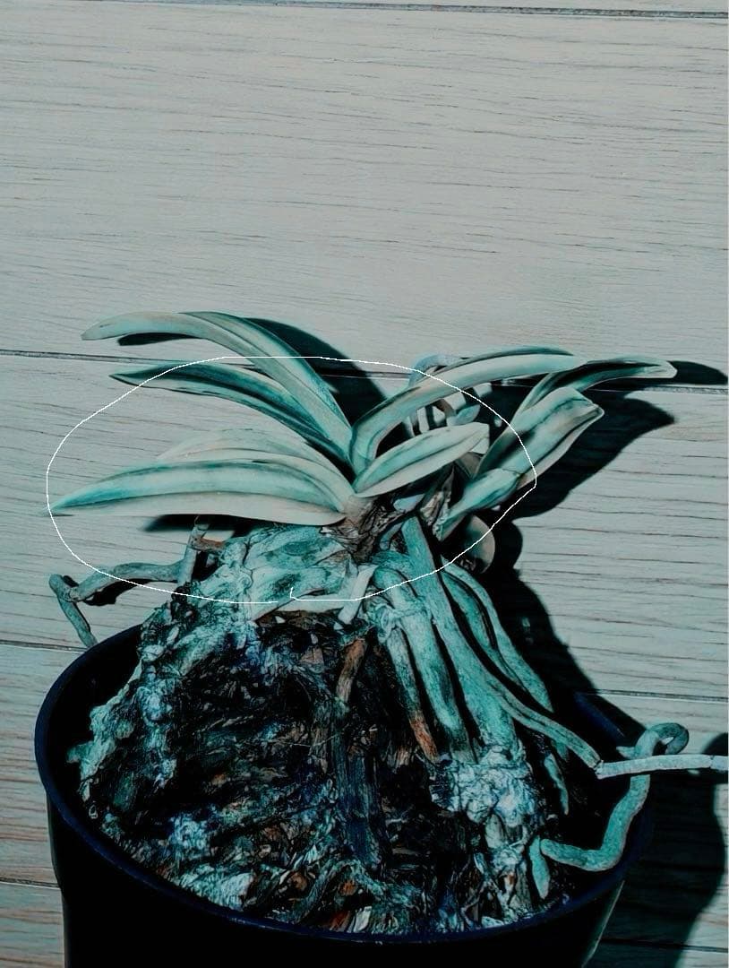 【迎春別格稀貴品12026円セール】富貴蘭「不老白覆輪」