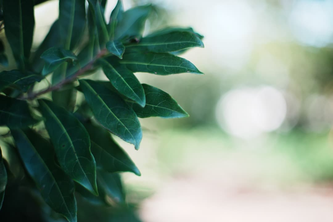 【極美品】動作◎ Minolta AF 50mm F1.4 ミノルタ 777