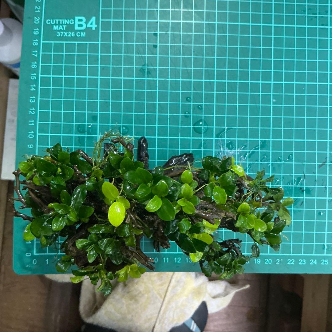 【メルカリ便】盆栽流木　20×10×15cm アヌビアス活着流木