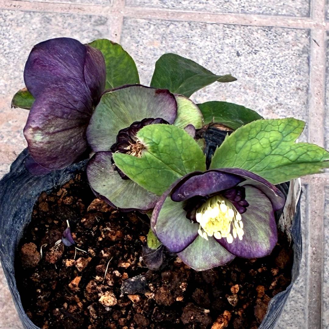 m*i様 3429☘️花付き☘️SD⭐️ボリューム艶ピコSD⭐️バイカラー⭐️コ