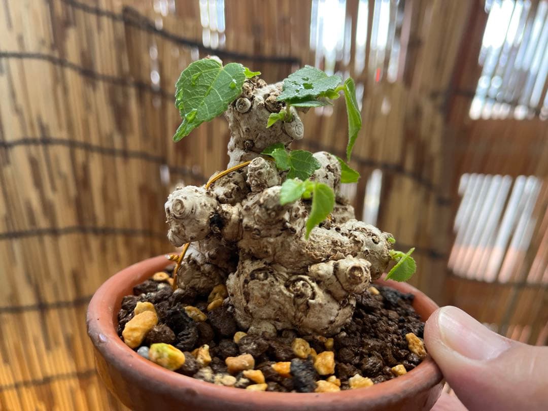 ✨✨✨オキナワイボオオハマボウ【◎良品素材】検/ハート葉♪happyセール♪