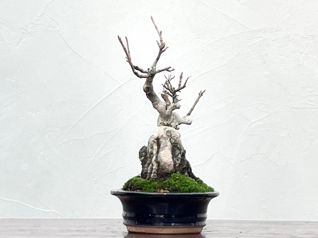 三河盆栽　石付き宮様カエデ　盆栽