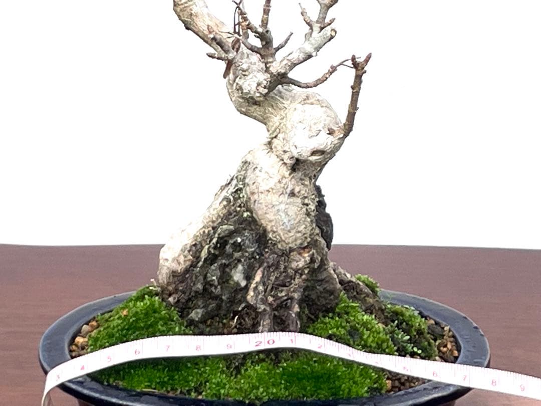 三河盆栽　石付き宮様カエデ　盆栽