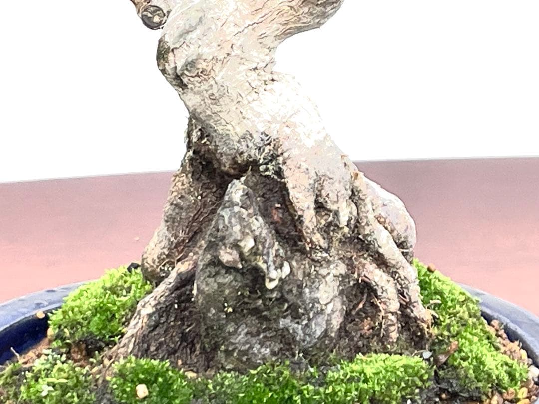 三河盆栽　石付き宮様カエデ　盆栽