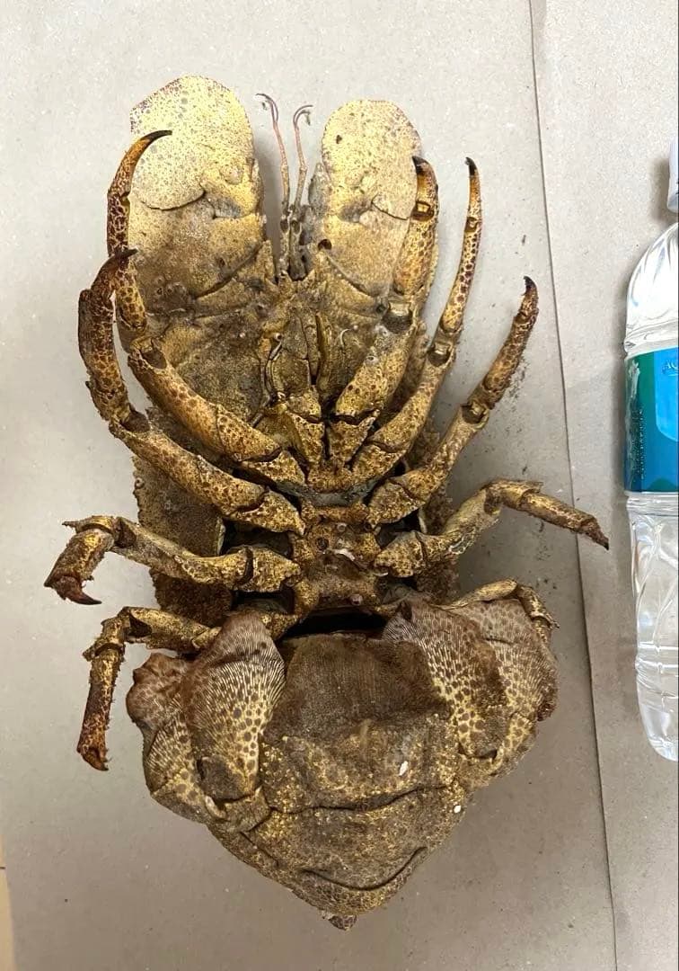 希少コブセミエビ2体とセミエビ剥製