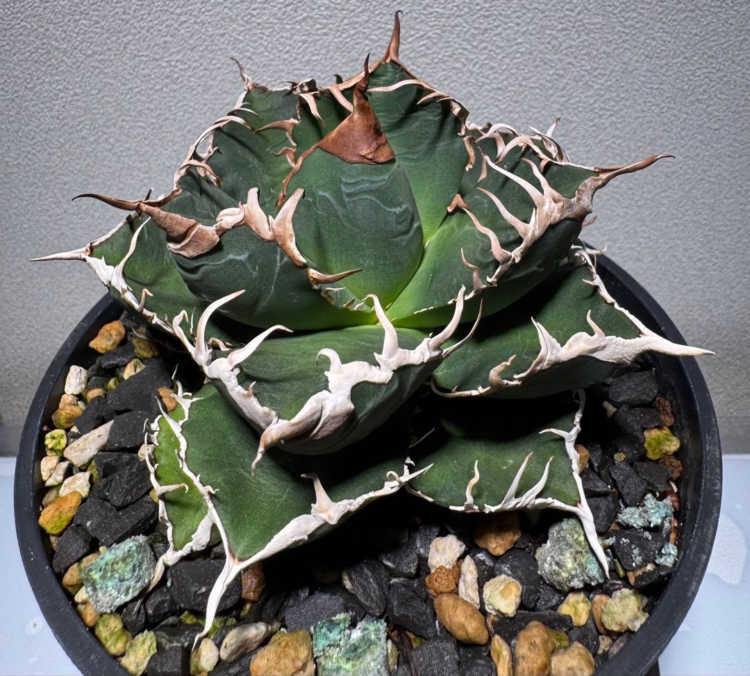 ト*畑様 アガベ チタノタ　悪魔くん　子株3個付き