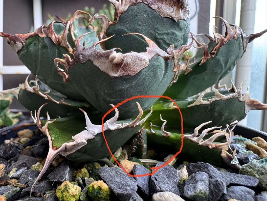 ト*畑様 アガベ チタノタ　悪魔くん　子株3個付き