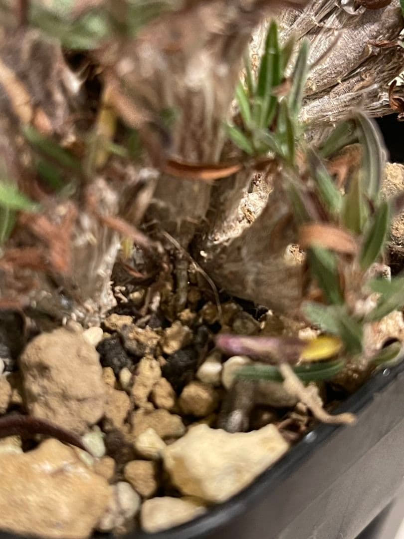 パキポディウム　グラキリス　綴化　挿し木　大株　鉢ごとメルカリ便