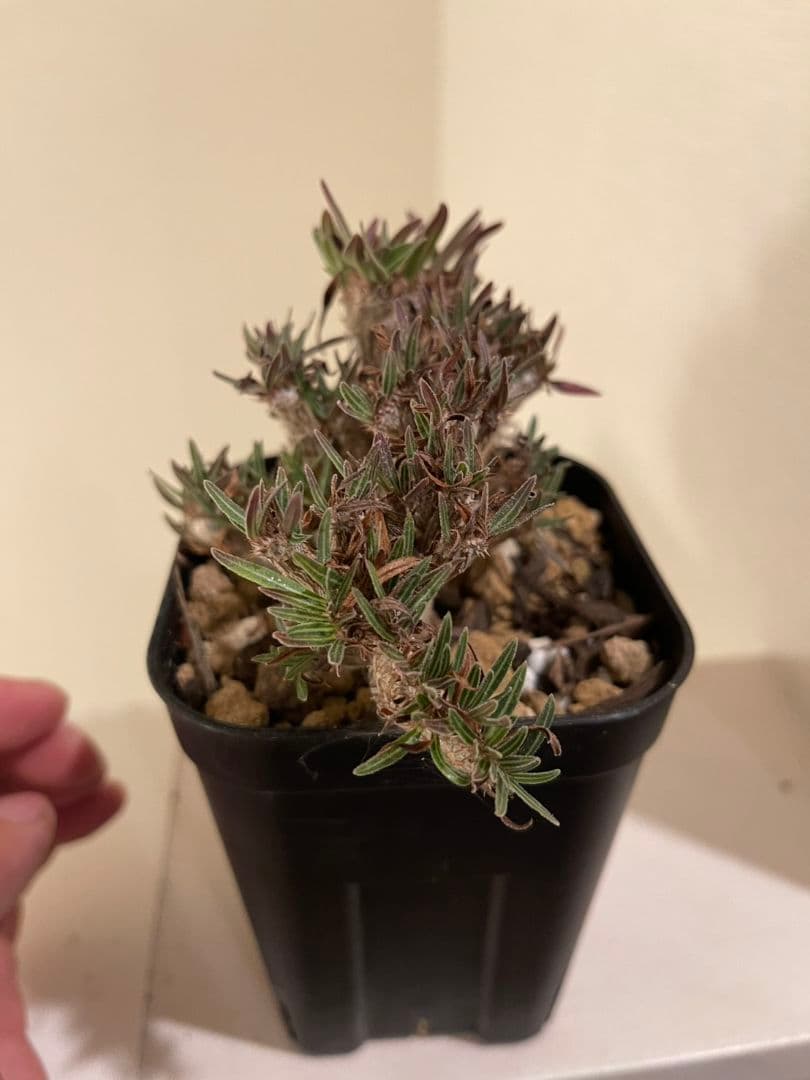 パキポディウム　グラキリス　綴化　挿し木　大株　鉢ごとメルカリ便