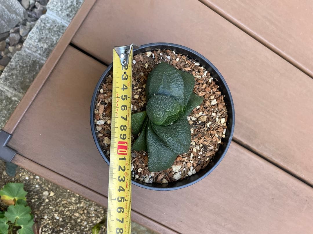 ガステリア 臥牛