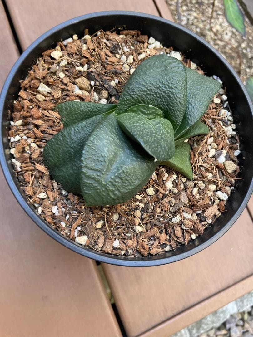 ガステリア 臥牛