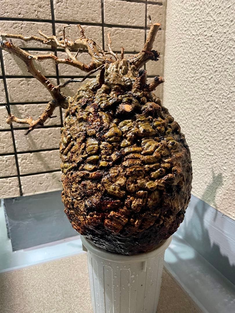 o*r様 オペルクリカリア　パキプス　丸株　検) グラキリス　コミフォラ　扁平