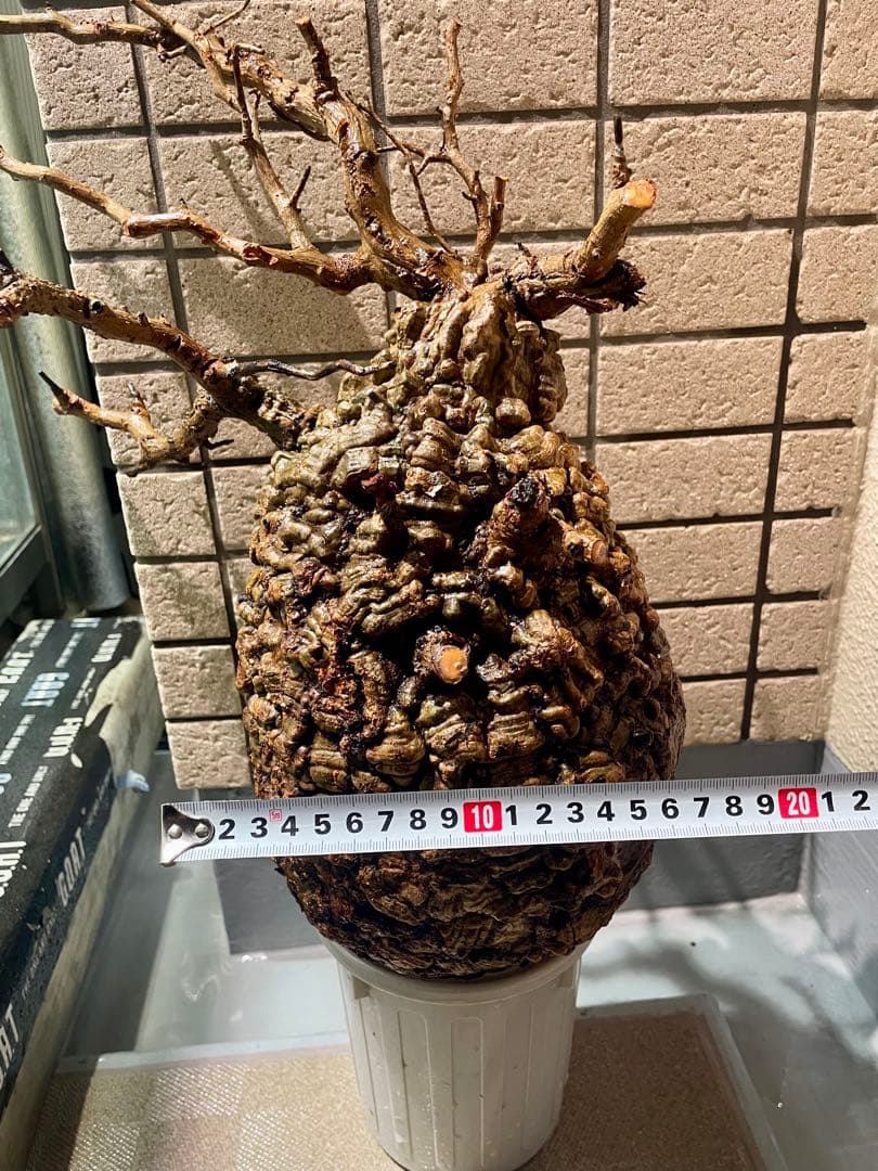 o*r様 オペルクリカリア　パキプス　丸株　検) グラキリス　コミフォラ　扁平