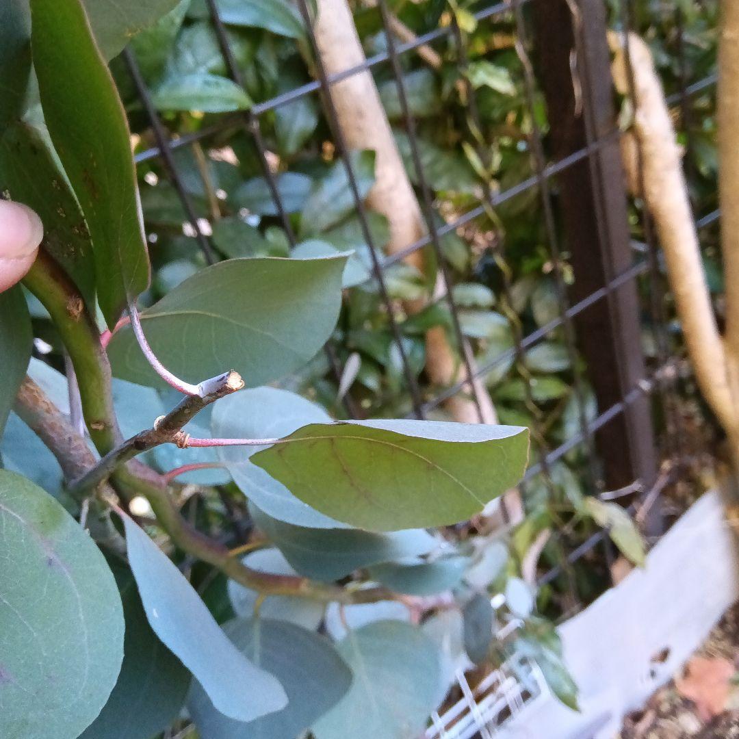 ポポラス苗150cm　18日以降値上がり致します