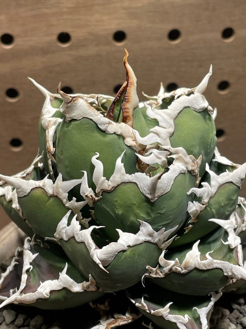 と*も様 アガベ　チタノタ　狼人　鉢のまま　メルカリ便発送