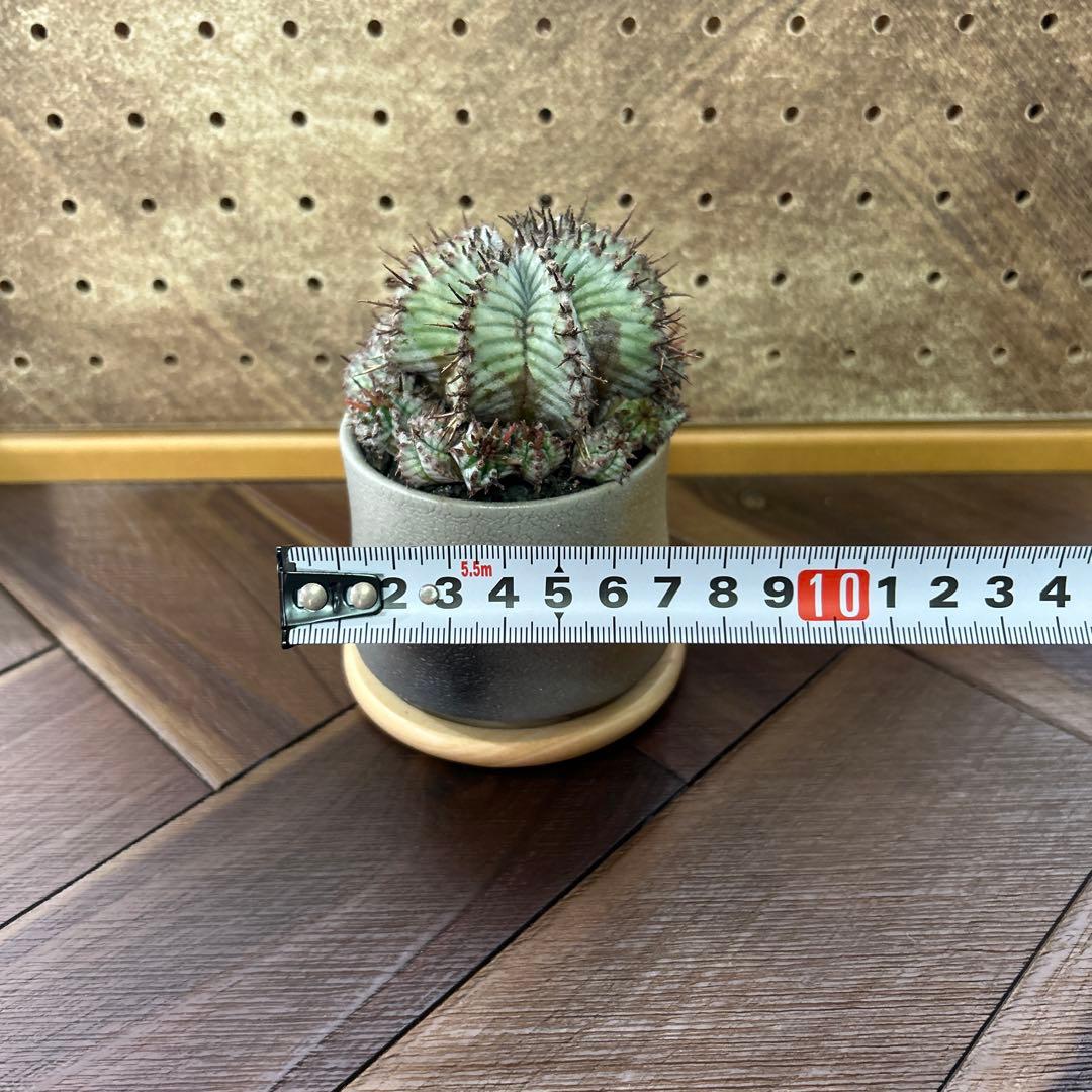 ユーフォルビア ホリダ × 宮下将太鉢