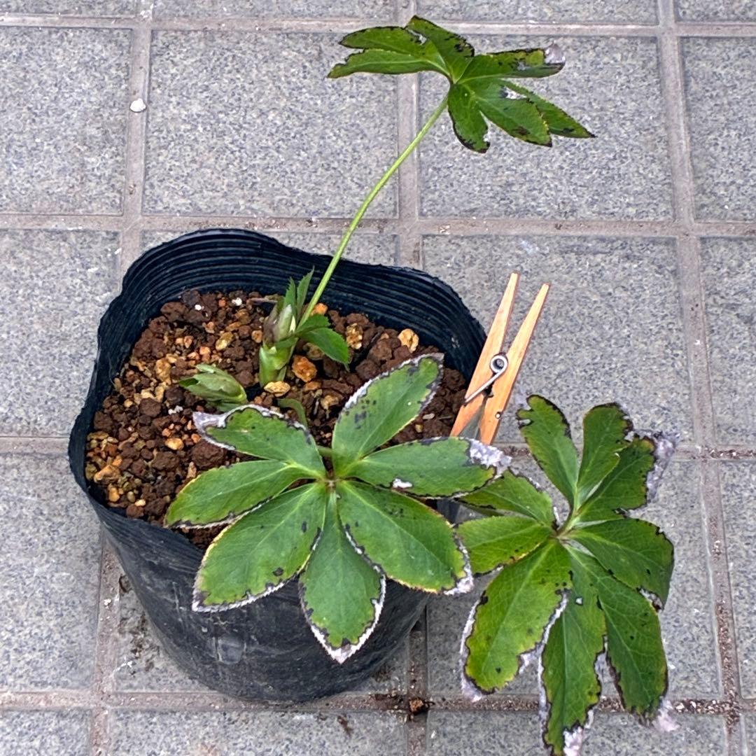 プ*ン様 3405☘️蕾付き☘️⭐️超小輪⭐️コロコロ手毬咲き⭐️ピコティー⭐️