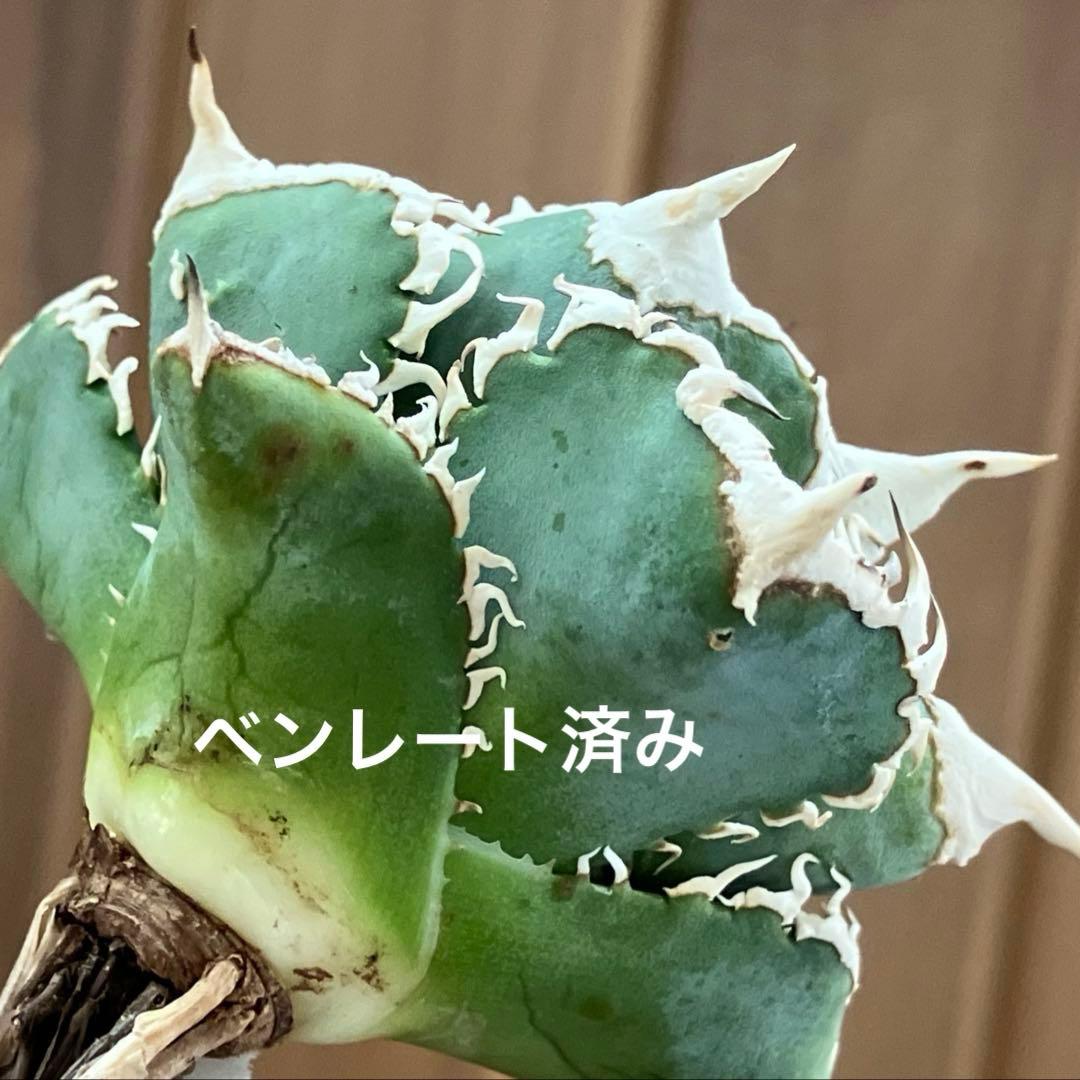 H*C様 【オークション】⑧選抜　太棘　美株　アガべ　チタノタ　白豪刺　TC