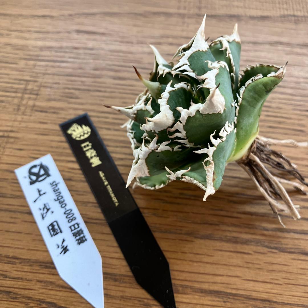 H*C様 【オークション】⑧選抜　太棘　美株　アガべ　チタノタ　白豪刺　TC