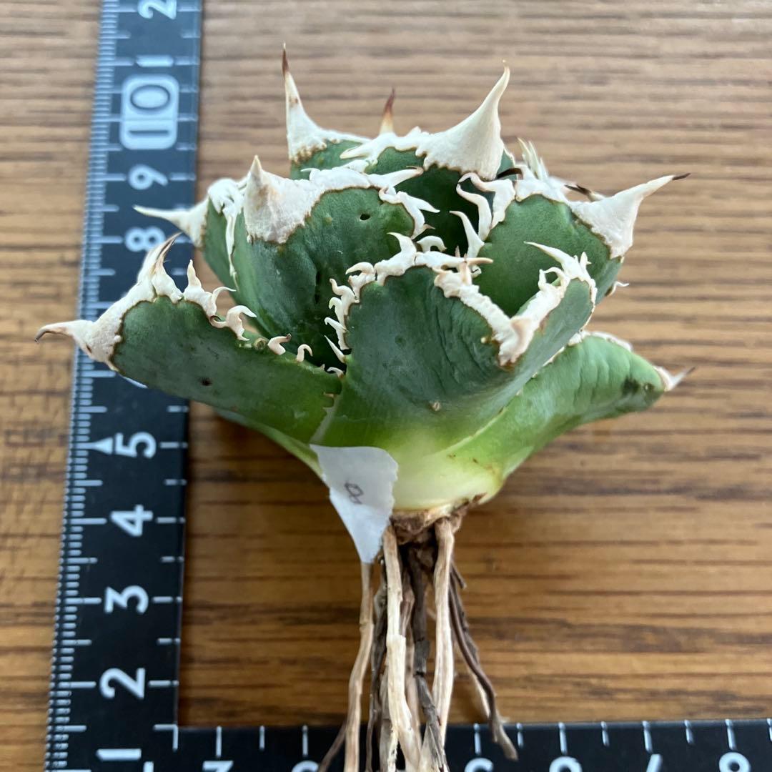 H*C様 【オークション】⑧選抜　太棘　美株　アガべ　チタノタ　白豪刺　TC