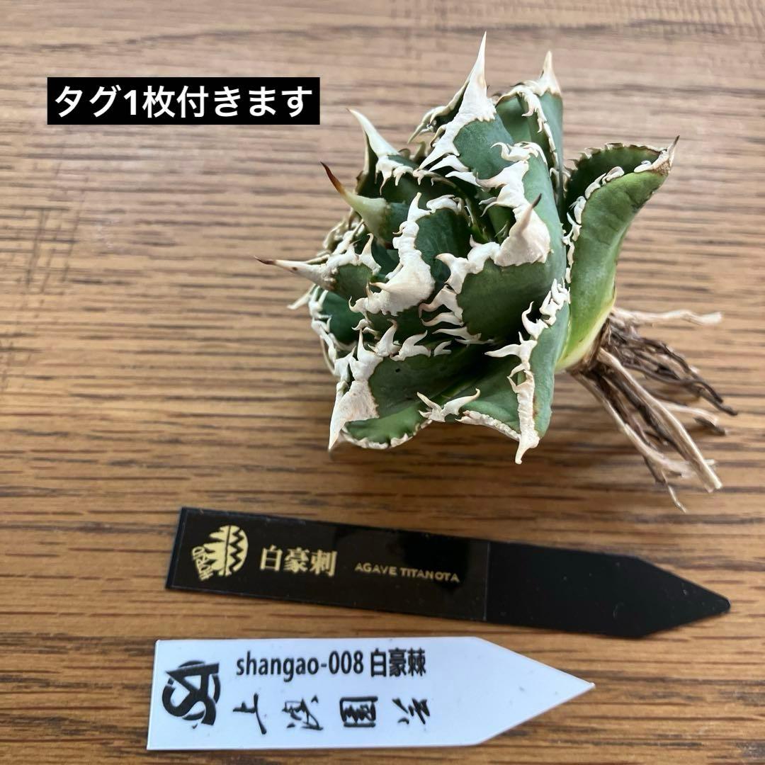 H*C様 【オークション】⑧選抜　太棘　美株　アガべ　チタノタ　白豪刺　TC