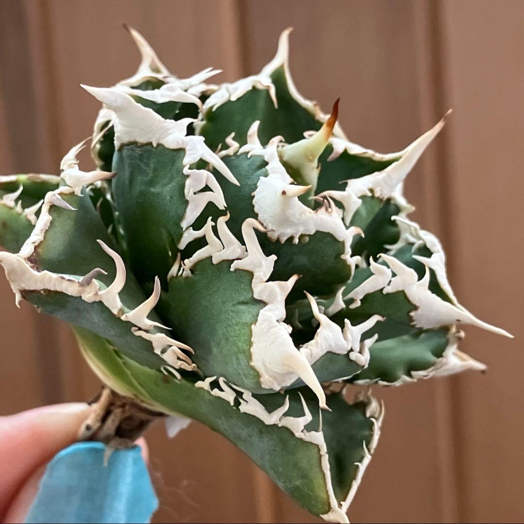 H*C様 【オークション】⑧選抜　太棘　美株　アガべ　チタノタ　白豪刺　TC