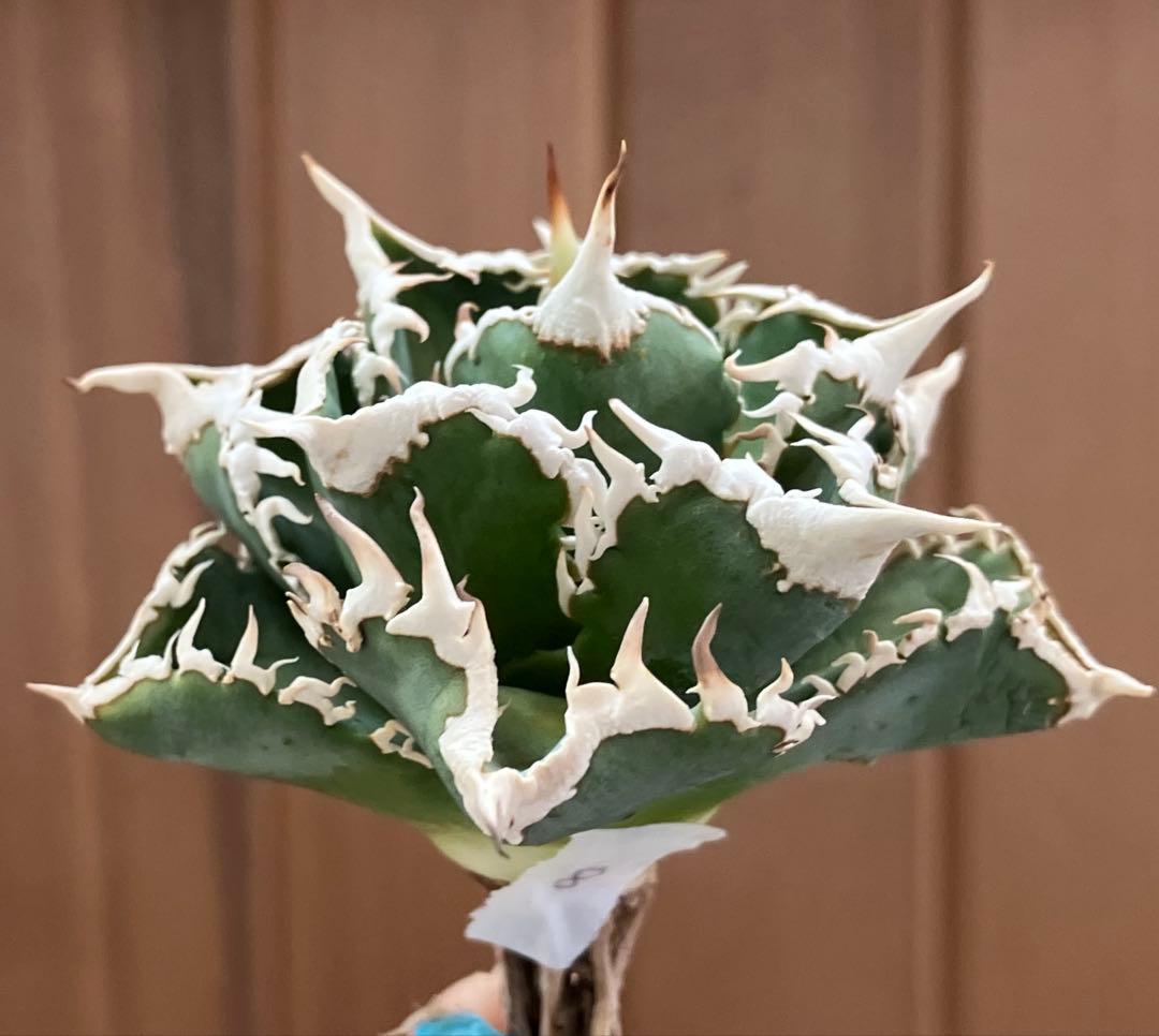 H*C様 【オークション】⑧選抜　太棘　美株　アガべ　チタノタ　白豪刺　TC